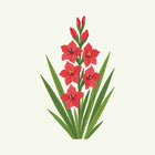 August - Gladiolus