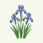 February - Iris