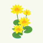 July - Water Lily