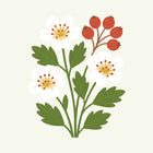 May - Hawthorn