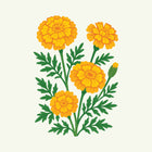 October - Marigold