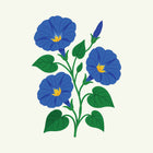 September - Morning Glory